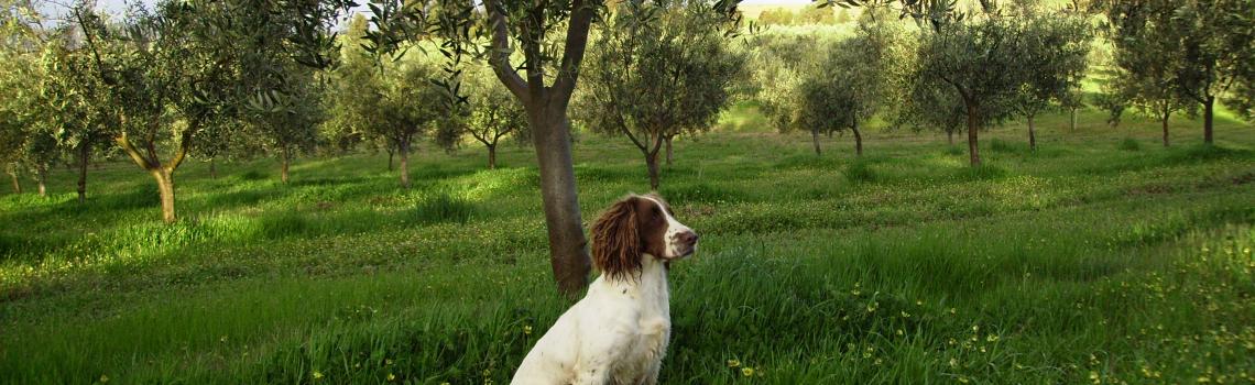 Honey (English Springer Spaniel)